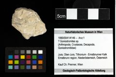 Foto (Objekt + Etiketten) von ? Goniodromites sp. 